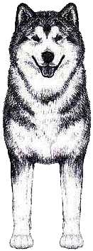 Аляскинский маламут: стандарт породы