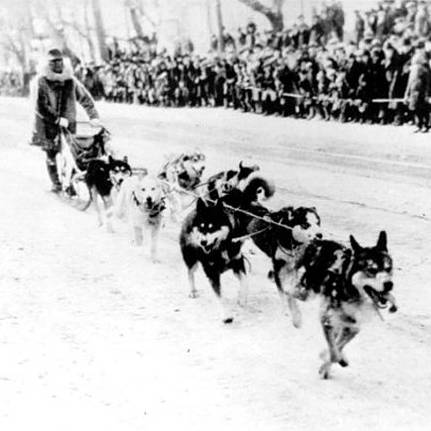 Гонка на собачьих упряжках в начале 20 века